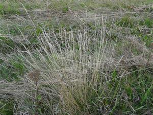 Molinia caerulea